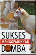Sukses menggemukkan domba.