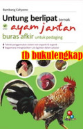Untung berlipat ternak ayam jantan buras afkir untuk pedaging