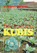 Bertanam kubis
