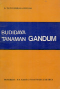 Budidaya tanaman gandum