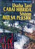 Usaha tani cabai hibrida sistem mulsa plastik