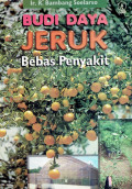 Budidaya jeruk bebas penyakit